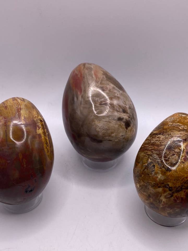Uovo di legno pietrificato per la vendita all'ingrosso da parte di Moonbeam Healing