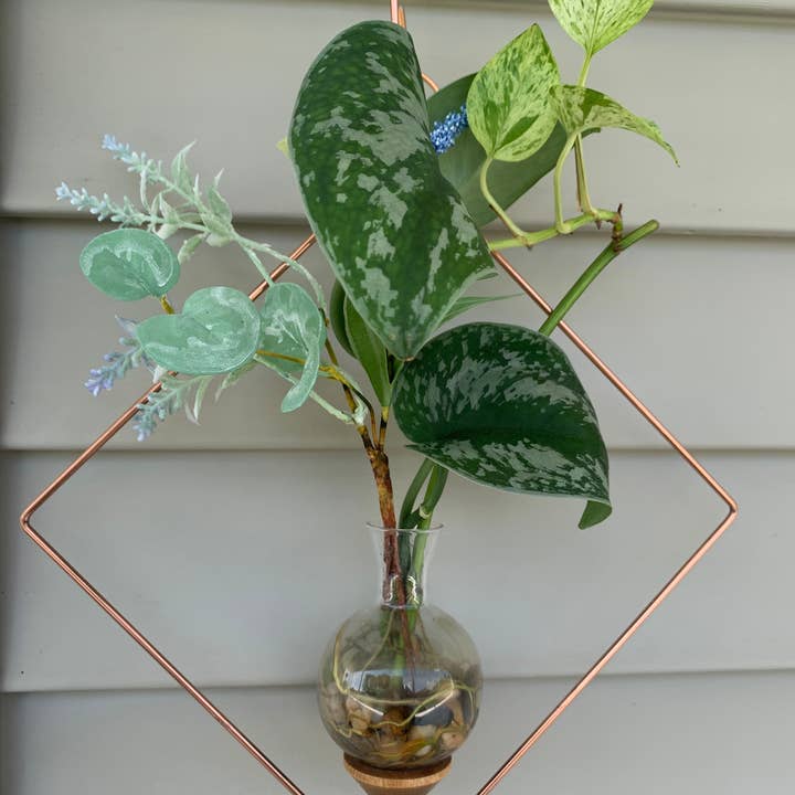 The Brass Butterfly - Wholesale Vase - Square Plant Propagation Rooting Vase1