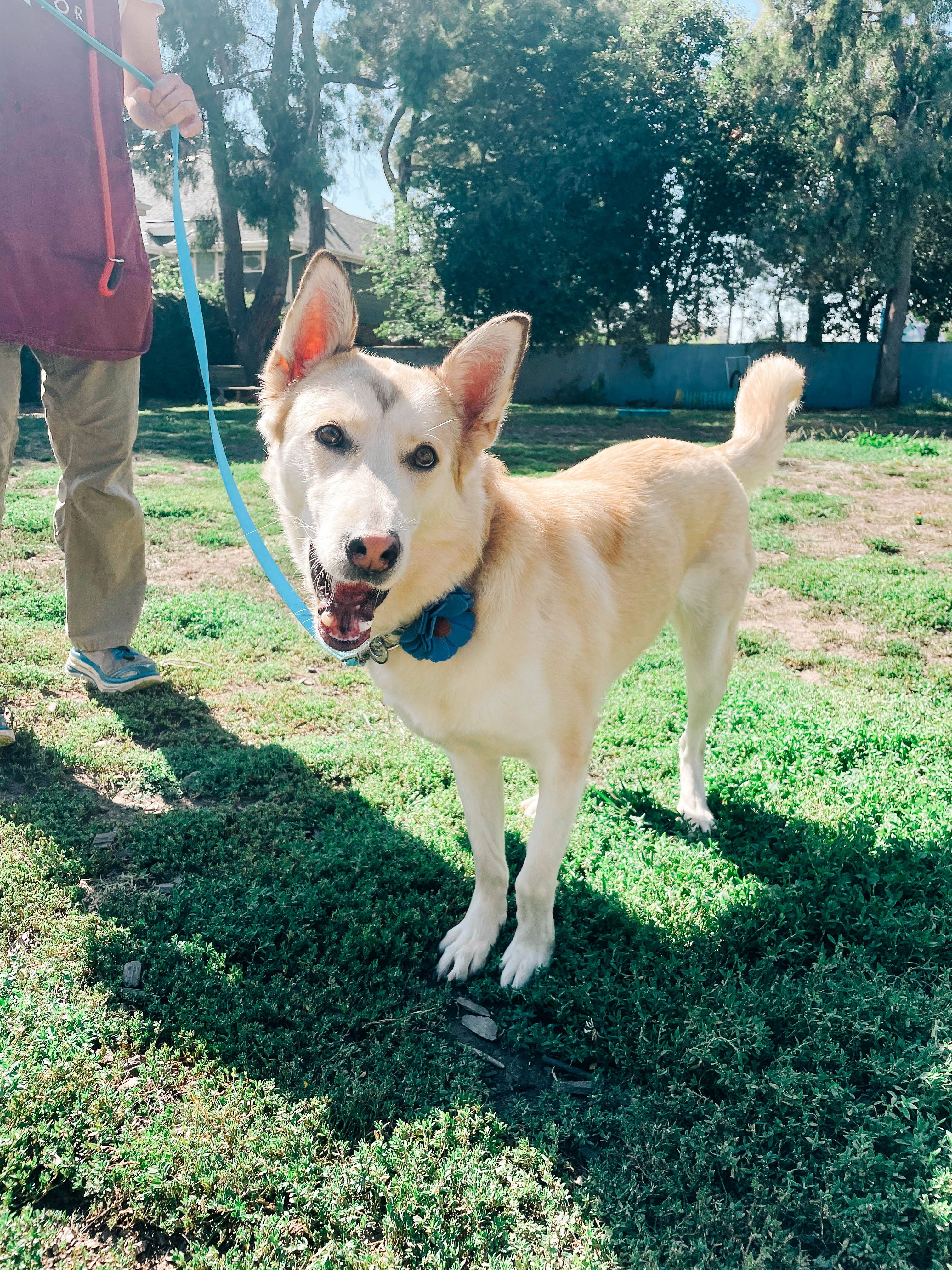 Mimi Green - Wholesale Halsband - Hond - Hondenhalsband met madeliefbloem - 26 kleuren!10