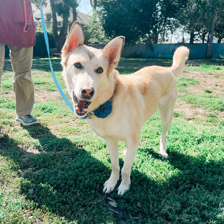 Mimi Green - Wholesale Halsband - Hond - Hondenhalsband met madeliefbloem - 26 kleuren!10