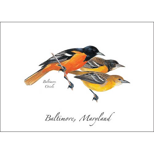 Baltimore Oriole for wholesale by Earth Sky + Water