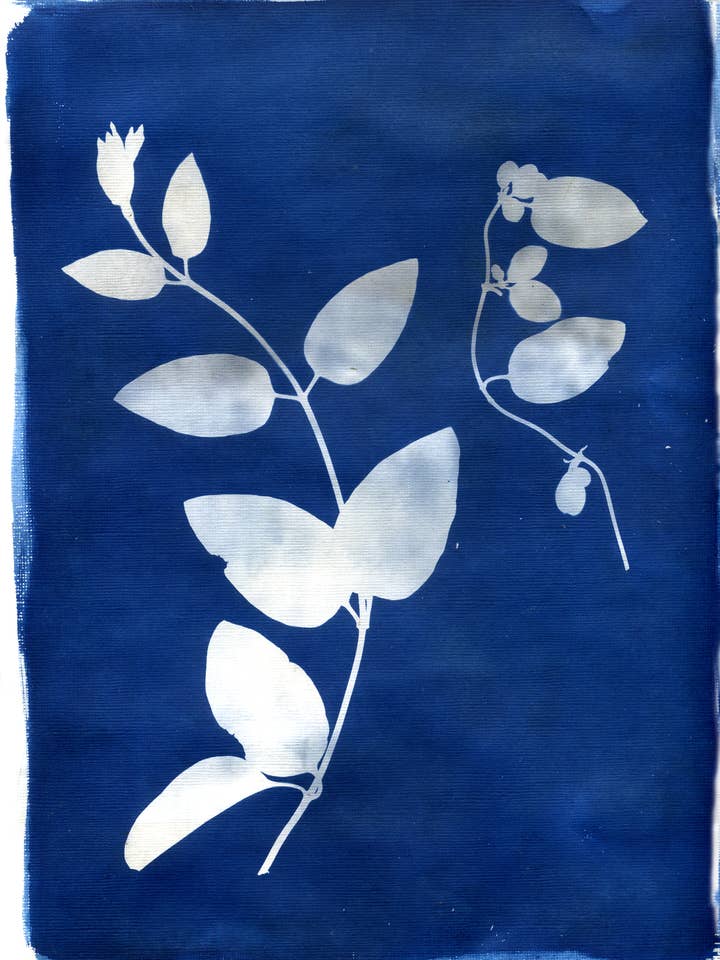 'Double Honeysuckle' Botanisch blauw Fine Art Giclee Print A4 voor wholesale door Made By McDuff