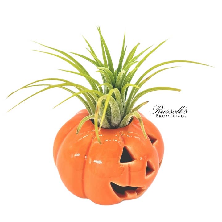 Russell's Bromeliads - Wholesale Live Plant - Halloween Pumpkins With Air Plants - Half Pack1