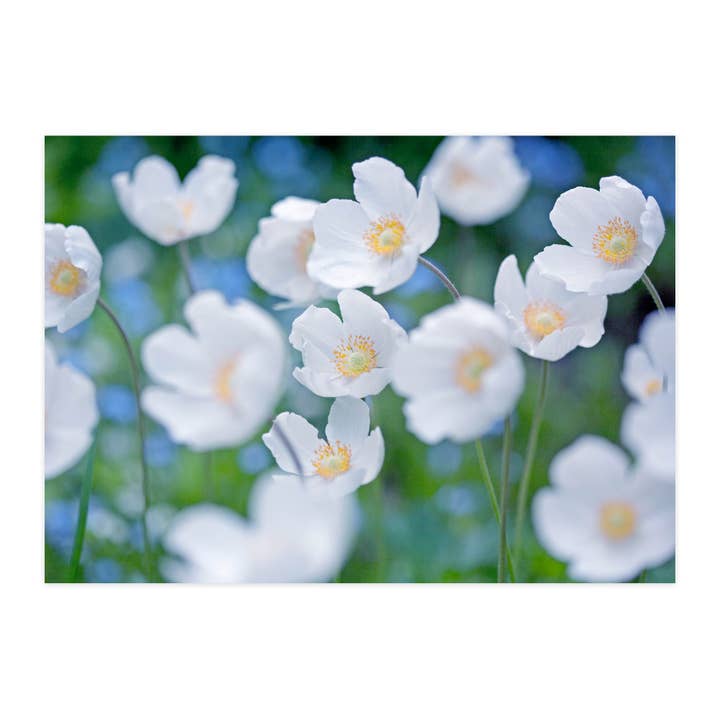 Tarjeta postal "Anémona" para venta al por mayor de paruspaper. nutzfeine papeterie