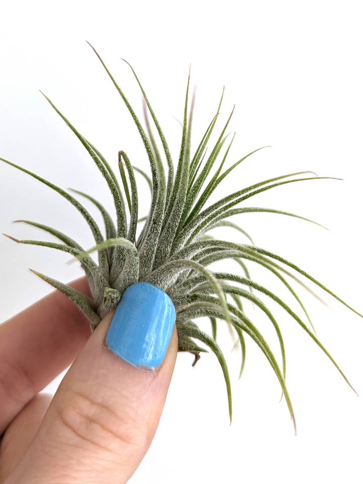 Tillandsia Ionantha Air Plant - Small Air Plant for wholesale by Savvie Studio