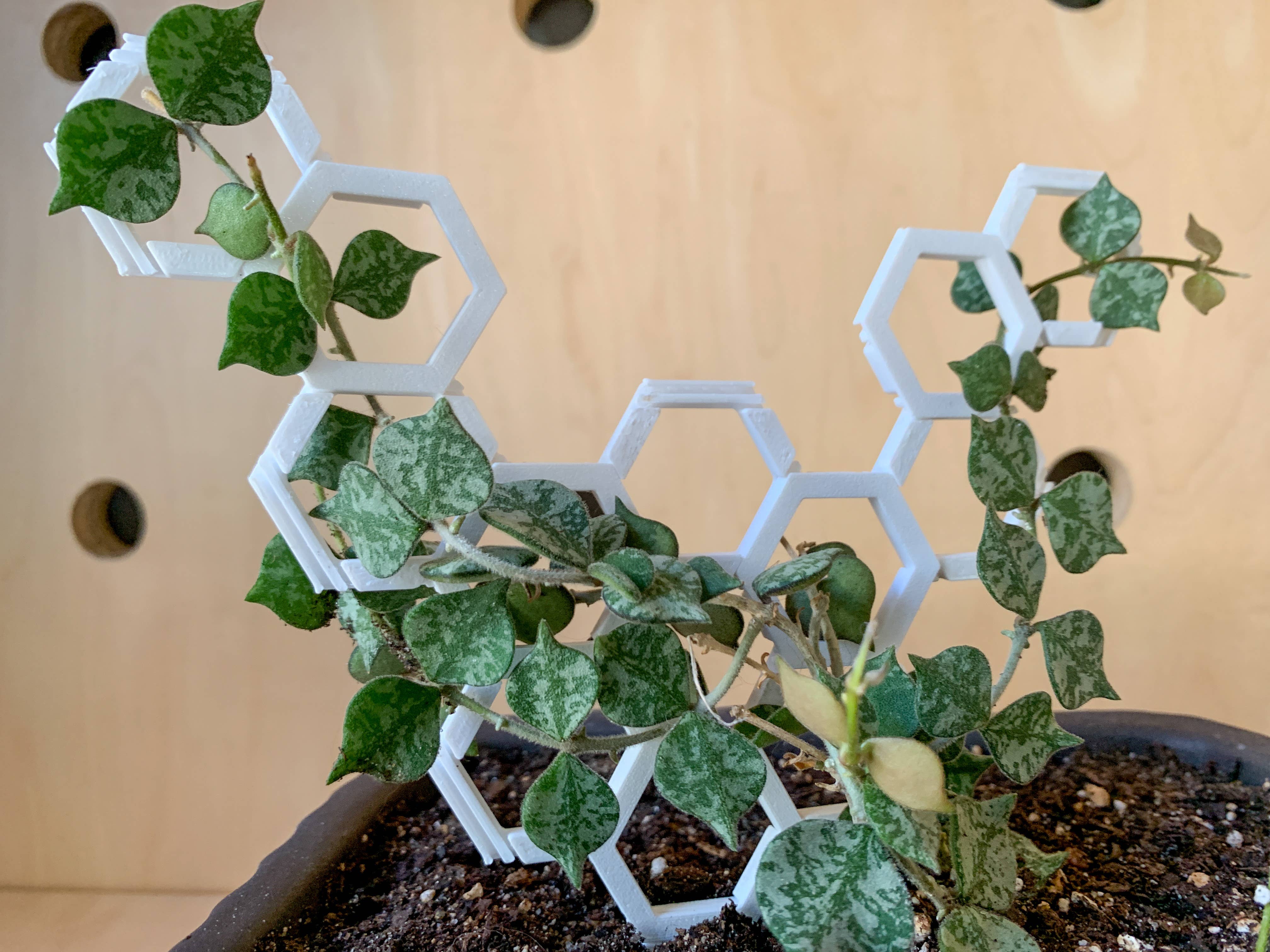 Steel Silk LLC - Wholesale Trellis - 3D Printed Modular Hexagon Indoor Plant Trellis - White9