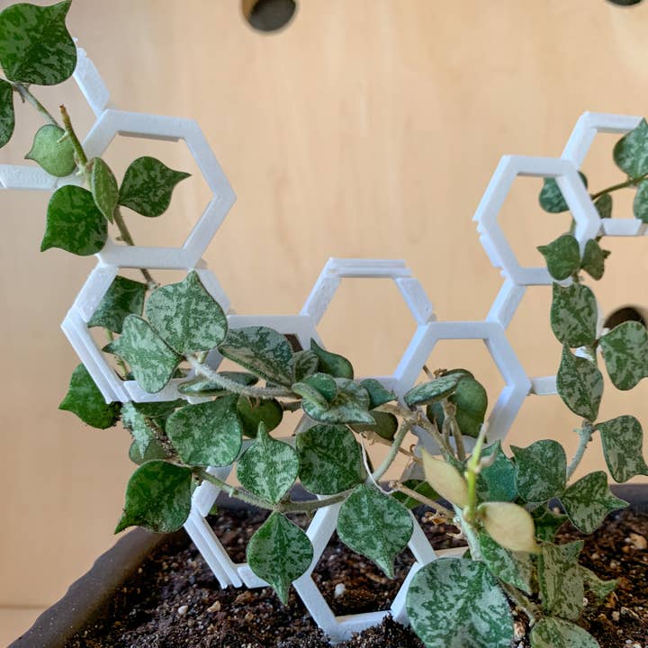 Steel Silk LLC - Wholesale Trellis - 3D Printed Modular Hexagon Indoor Plant Trellis - White9