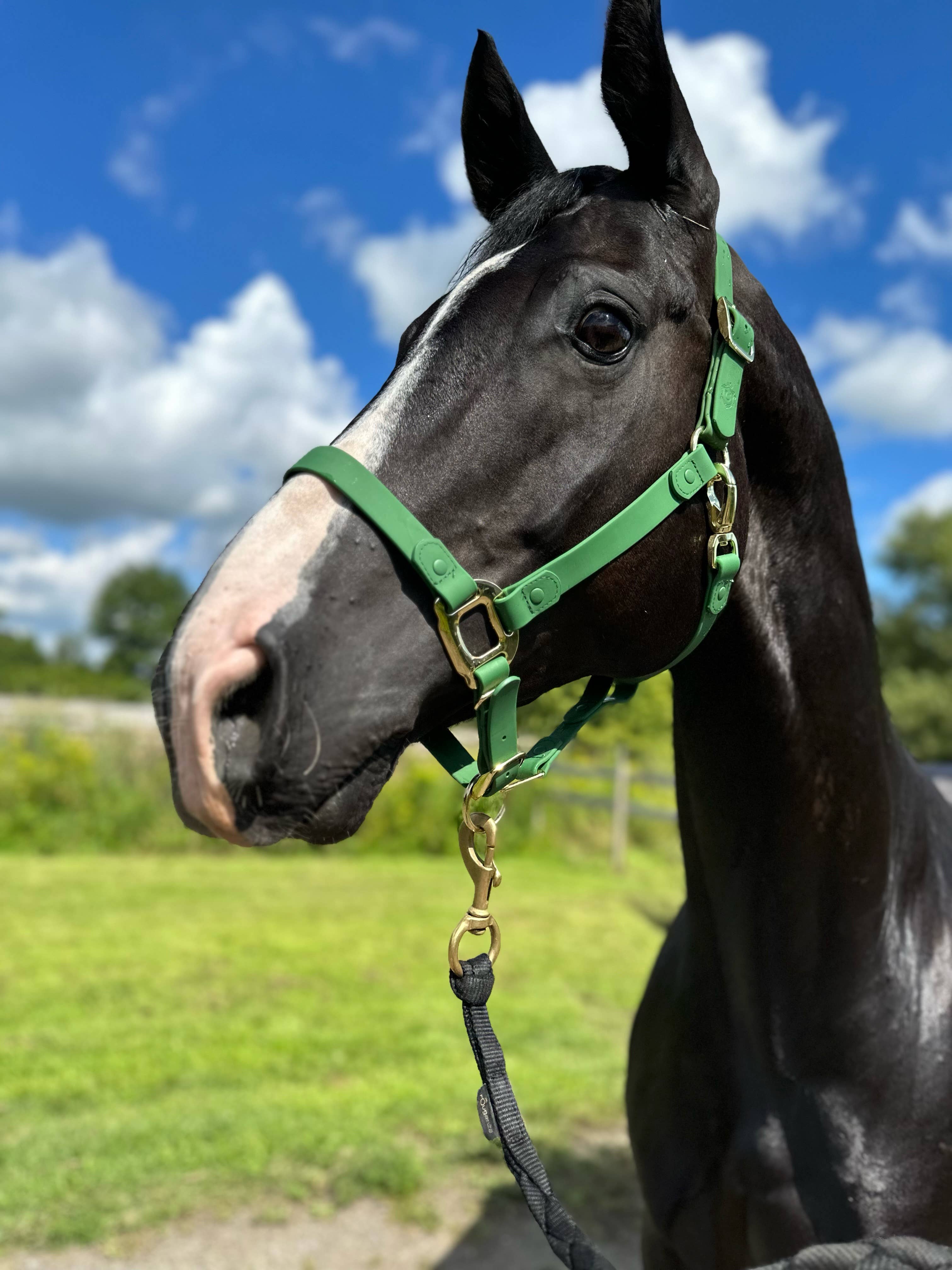 iDoggos – Engroshandel Rideudstyr – VANDTÆT Green Horse grime * NU TILGÆNGELIG*2