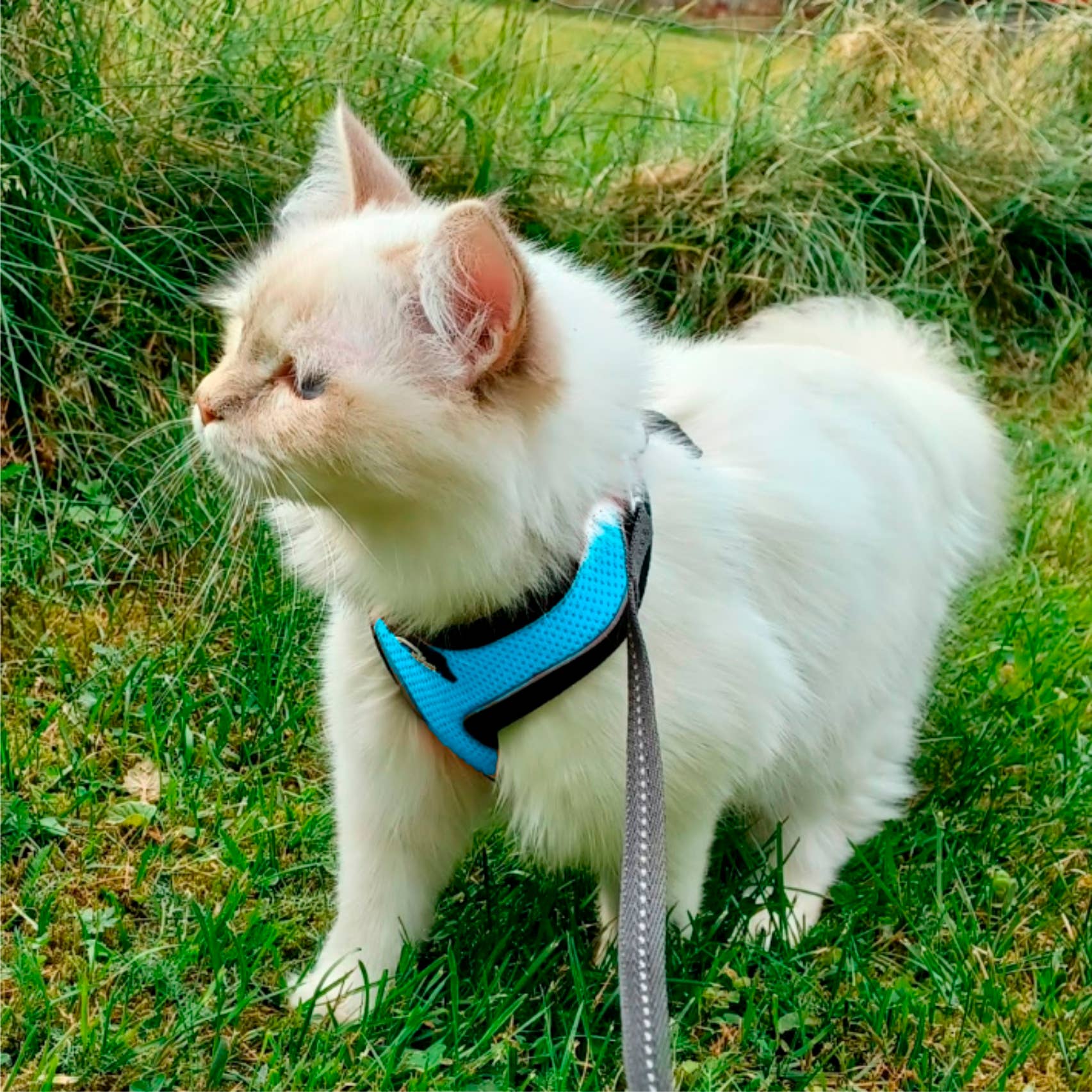 FINNERO - Wholesale Pet Harness - Dog - FINNERO LIGHT Reflective Harness For Pets, 4 Colors11