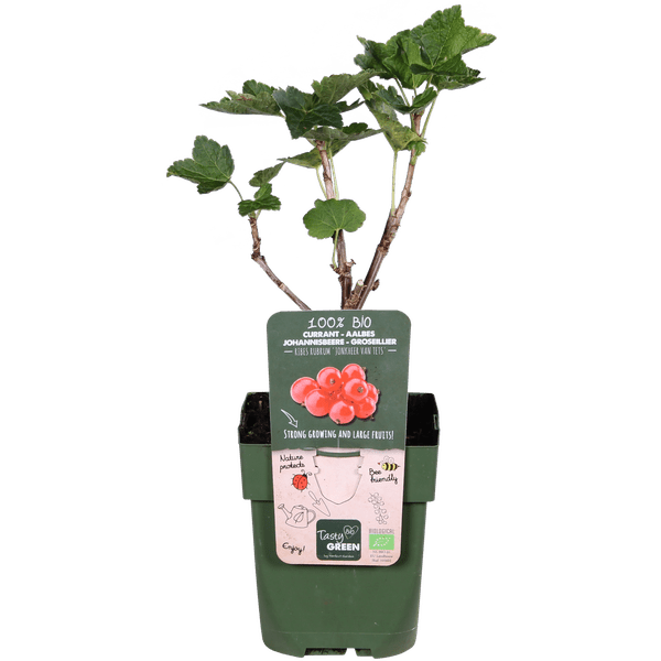 Oasis of Life - Wholesale Live Plant - Red currant – Ribes rubrum 'Jonkheer van Tets' – Ø13cm – approx. 45cm high – Early variety with high yield – Sour & fresh berries – Organically grown, hardy berry plant2