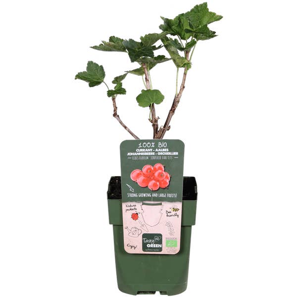 Oasis of Life - Wholesale Live Plant - Red currant – Ribes rubrum 'Jonkheer van Tets' – Ø13cm – approx. 45cm high – Early variety with high yield – Sour & fresh berries – Organically grown, hardy berry plant2