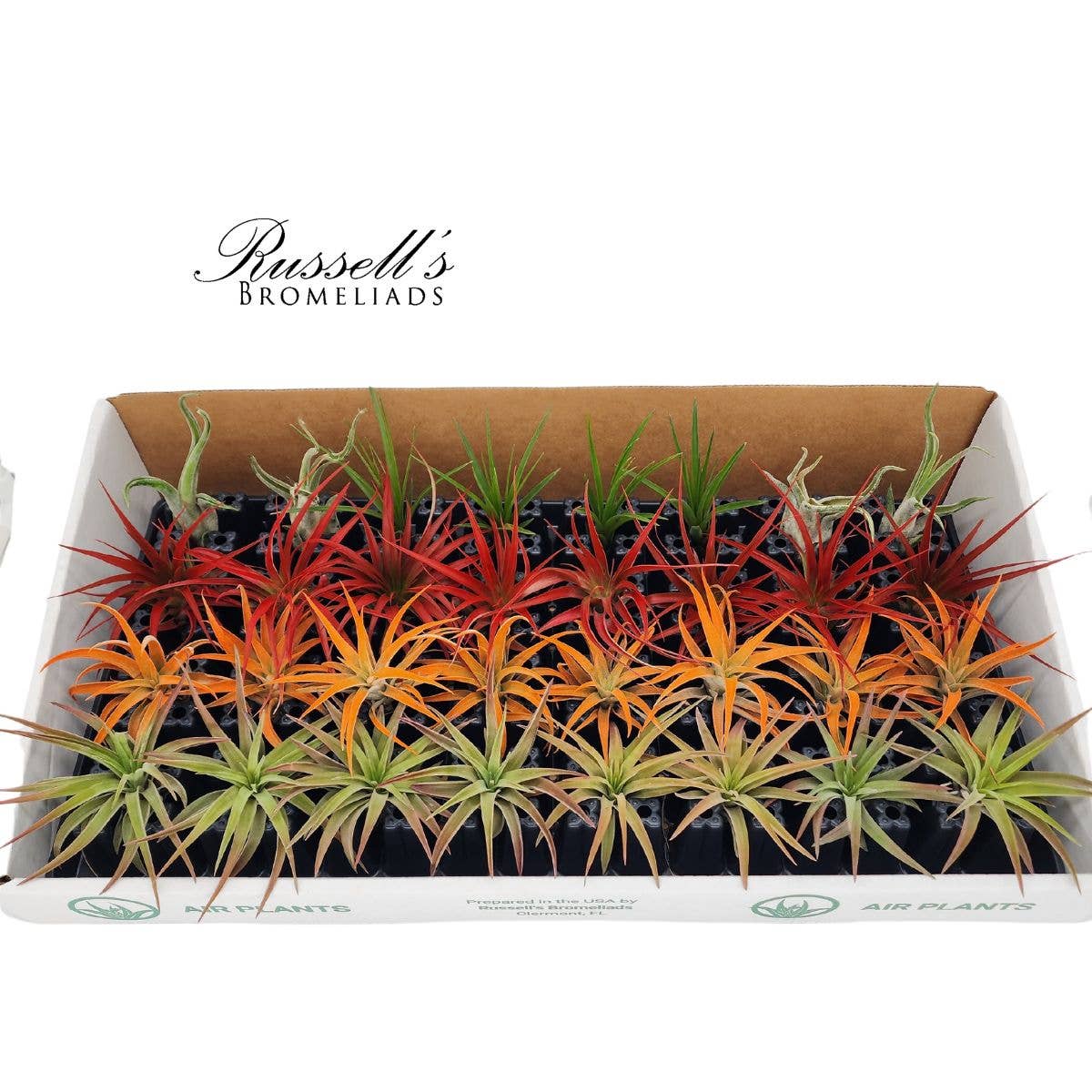 Russell's Bromeliads - Wholesale Live Plant - The Fall Air Plant Counter Display1