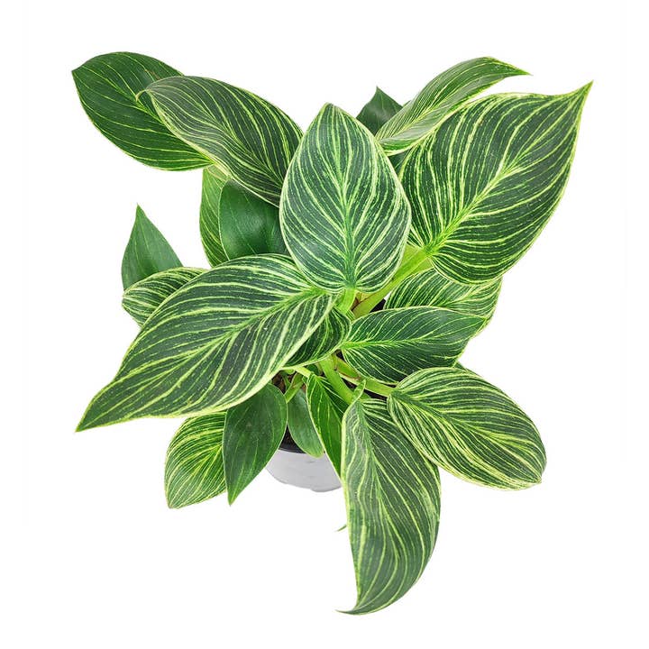 Best Plant Friend - Wholesale Live Plant - Philodendron Birkin - Live Houseplant - Indoor Plants 4/6in