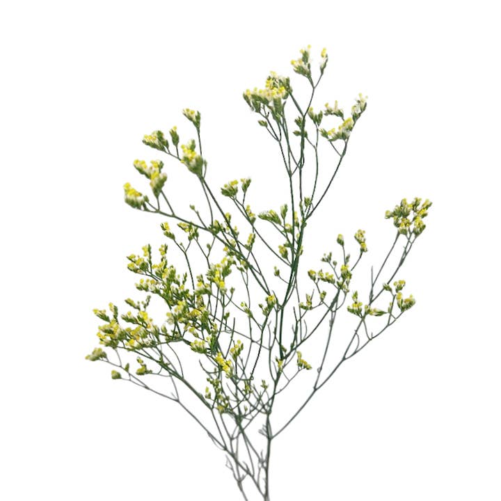 Limonium White - Fresh Cut Flowers for wholesale by Metro Flower Market