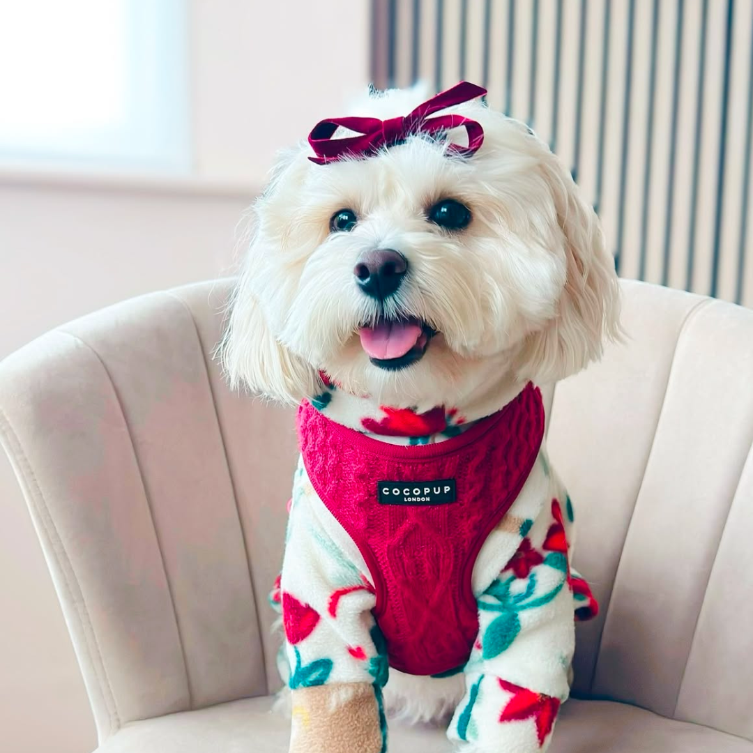 Cocopup London - Wholesale Pet Harness - Dog - Cable Knit Jumper Adjustable Neck HARNESS - Mulled Pup Wine14