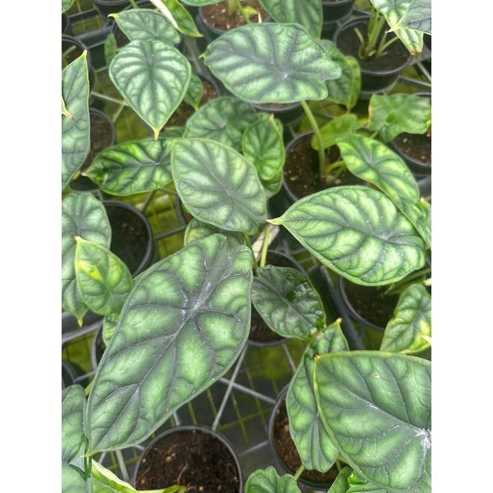 Central Florida Ferns & Foliage - Wholesale Live Plant - ALOCASIA Dragon Scale Live Plant 4in
1