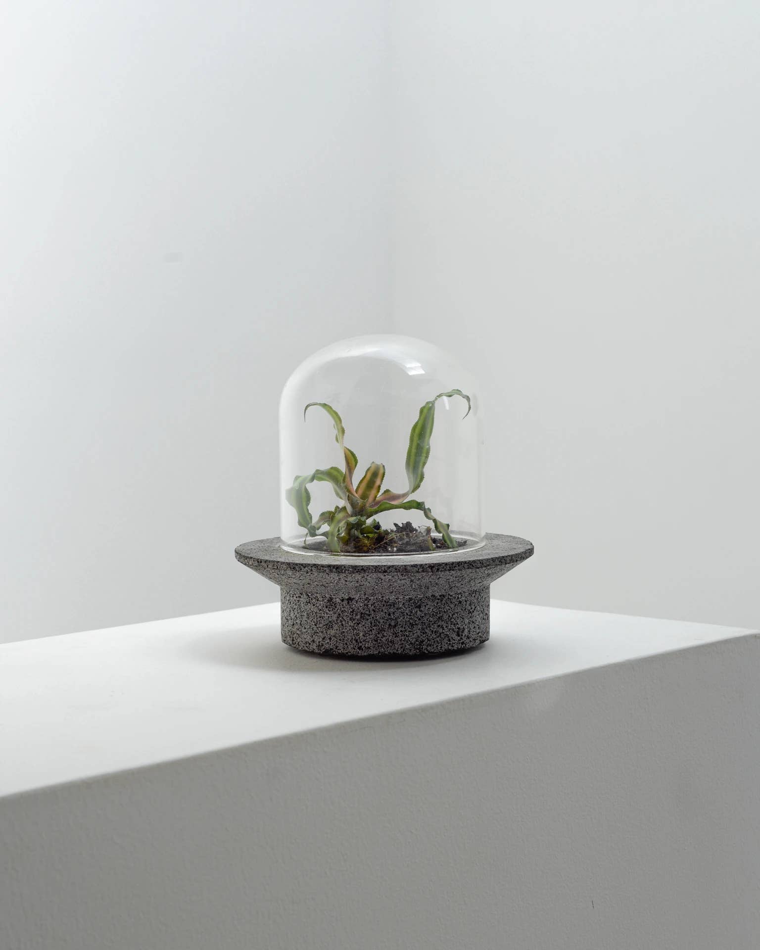 Pietra grigia Fioriera per terrario UFO in vendita all'ingrosso su Faire