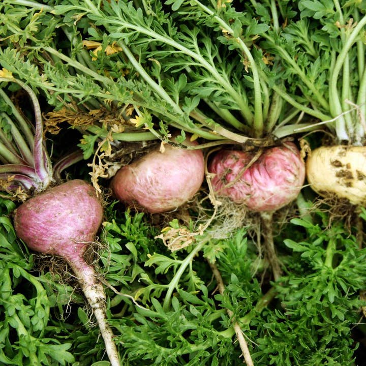 Maca Herbal Tincture for wholesale by Daydream Organics | Prairie Doctor Brand