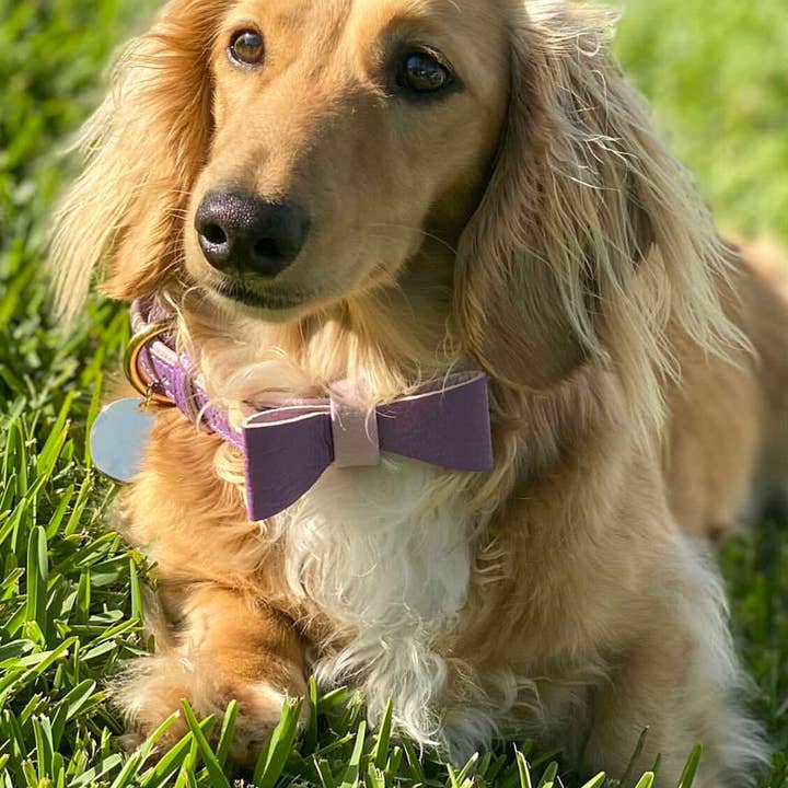 PoisePup - Wholesale Pet Collar - Dog - COLLAR - LAVISH LAVENDER