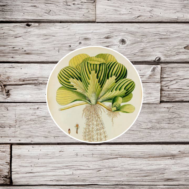 Duckweed Sticker, Botanical Sticker, Plant Sticker for wholesale by NatureCuts