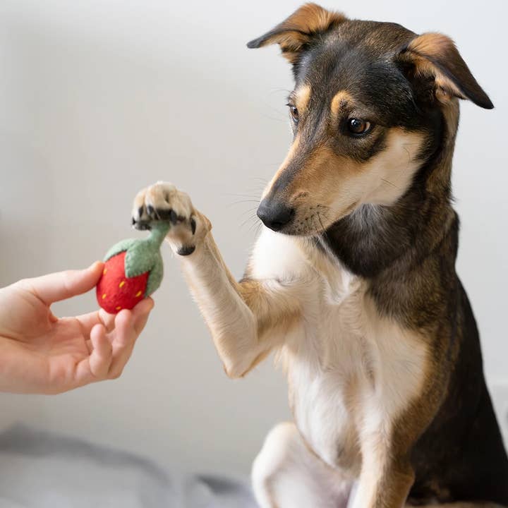 BUDDY. - Wholesale Pet Toy - Dog - BUDDY. Dog toy made of sheep wool "Strawberry"2