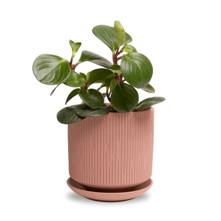 Virago Terracotta Pot And Saucer 48pc Kit - Medium for wholesale by Chive