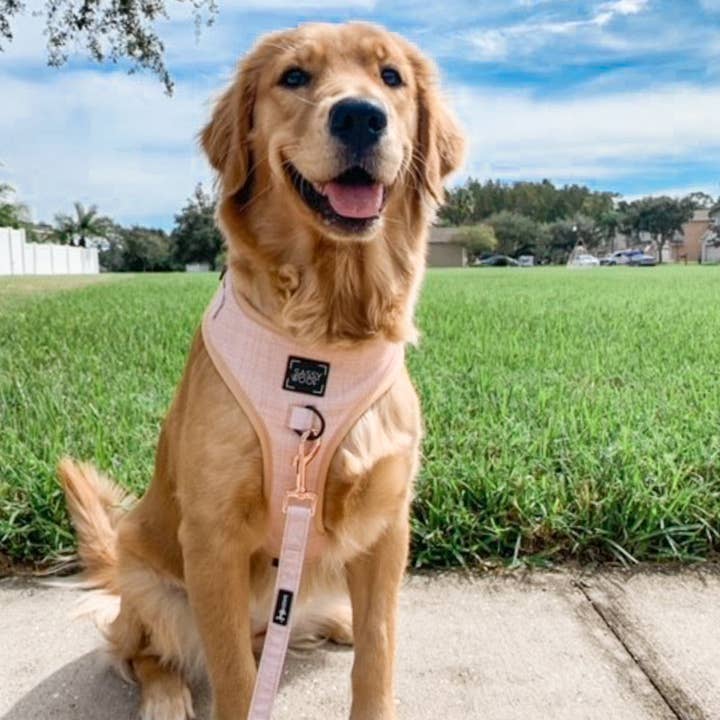 SASSY WOOF - Wholesale Pet Harness - Dog - Dog Adjustable Harness - Pinot9