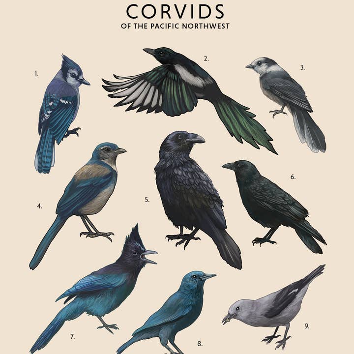 Rabenvögel des pazifischen Nordwestens für den Großhandel von Jenn Joslin Art & Nature