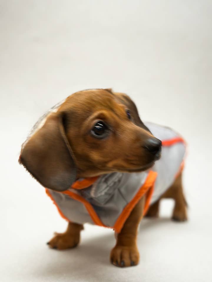 Gale Detachable Hooded Vest - S616GY for wholesale by Dandy's Pawsome