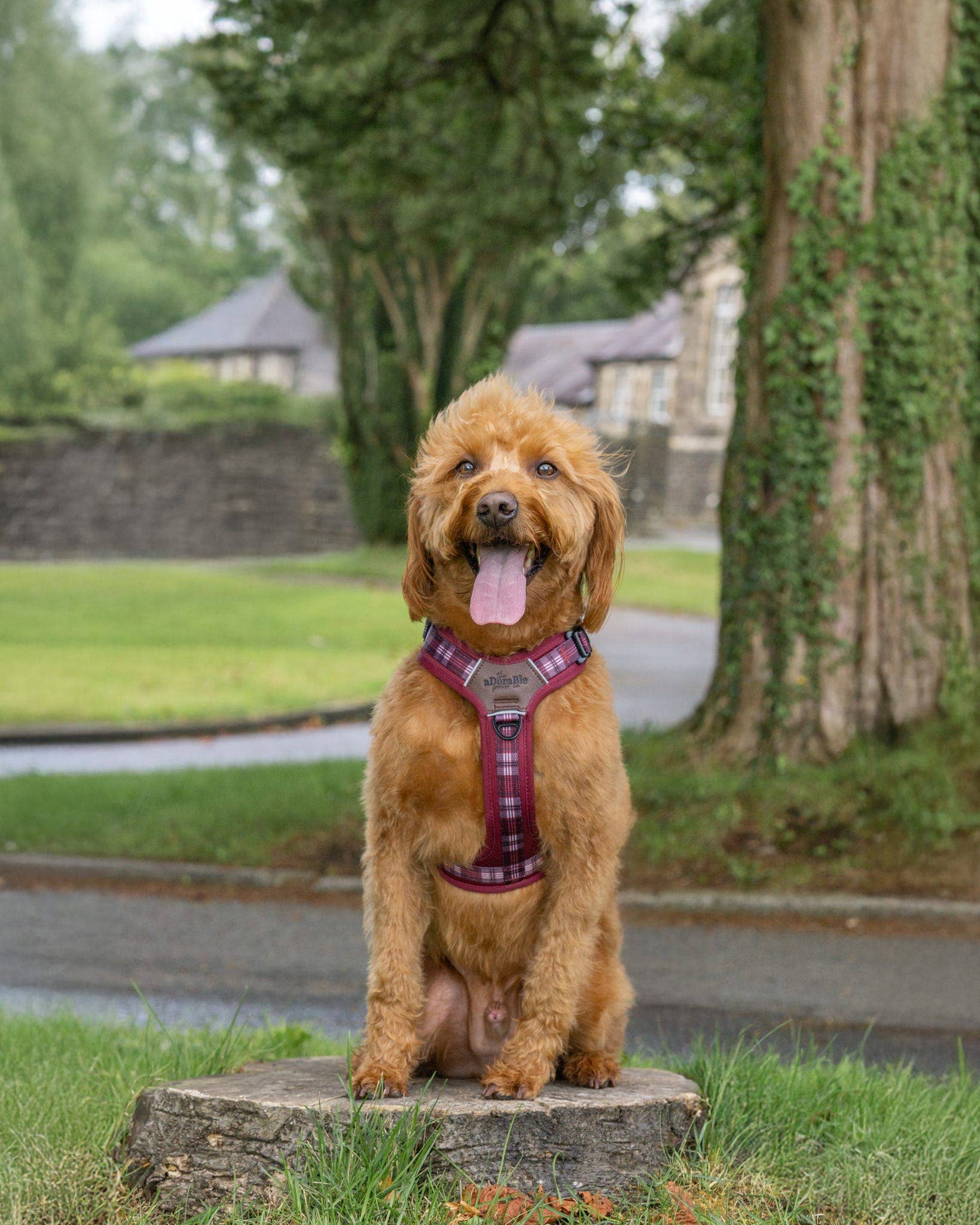 The aDoraBle Pooch Company - Wholesale Pet Harness - Dog - Streamline Pro™ Dog Harness - Heritage Collection - Merlot Manor9