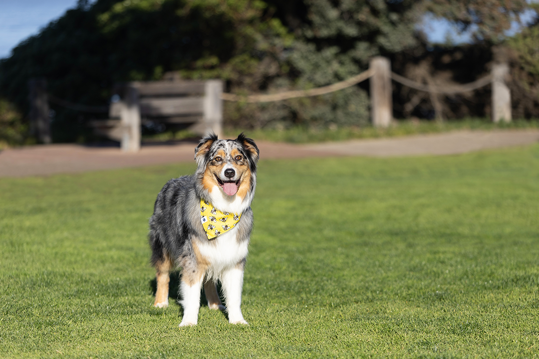 Dog Bandana Co. - Vendita all'ingrosso Bandana - Cani - Bandana per Cani a Doppia Faccia con Cravatta e Bottone a Pressione Api & Fiori4