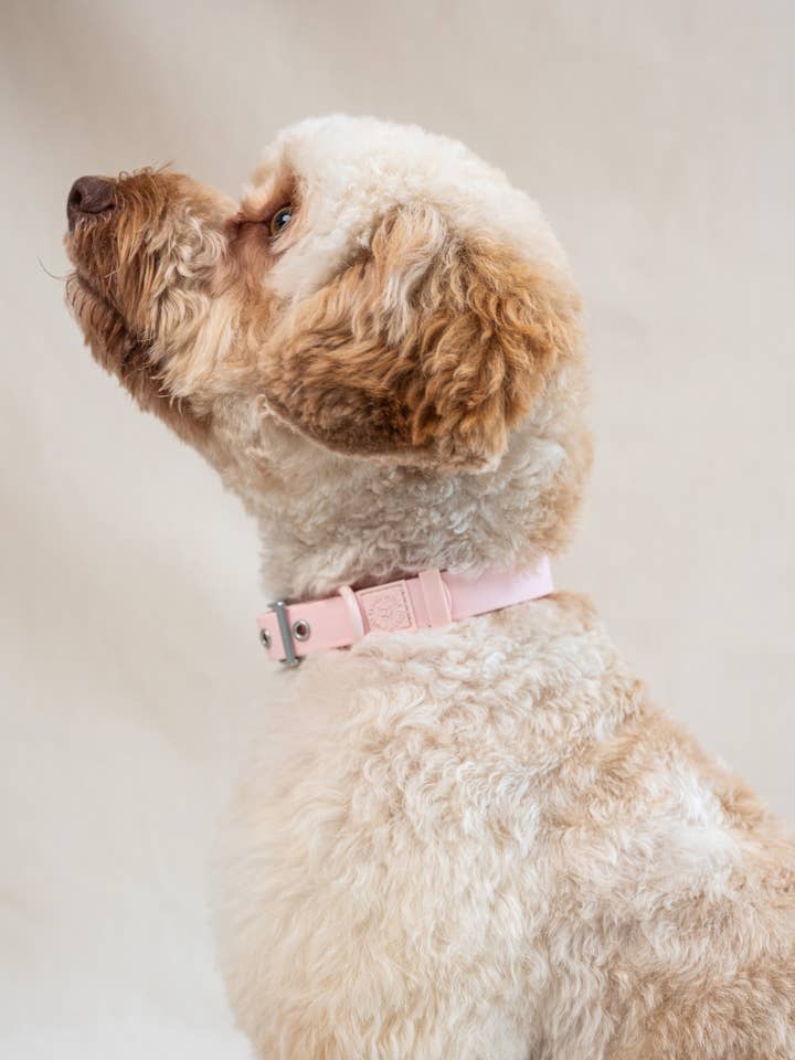 Wander! Waterproof Collar Blossom for wholesale by FURRY MUSE