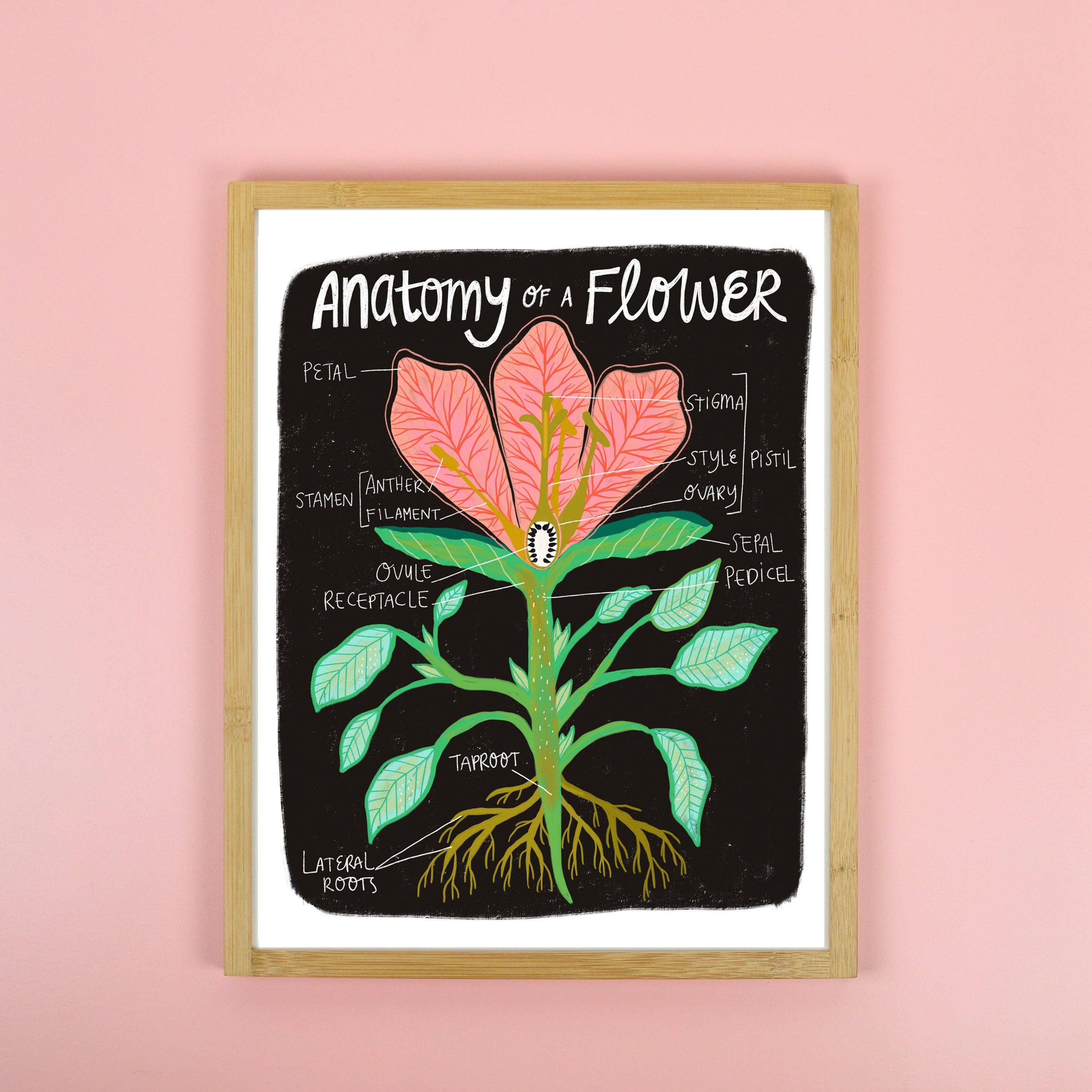 Dream Folk Studio - Wholesale Art Print - Flower Anatomy - Art Print1