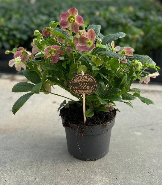 Oasis of Life - Wholesale Live Plant - Helleborus "Viv Victoria" – Christmas rose with elegant flowers – approx. 45cm height – Pot size Ø17cm – Winter-blooming perennial for terrace, entrance, balcony & indoor decoration – Easy care & frost hardy