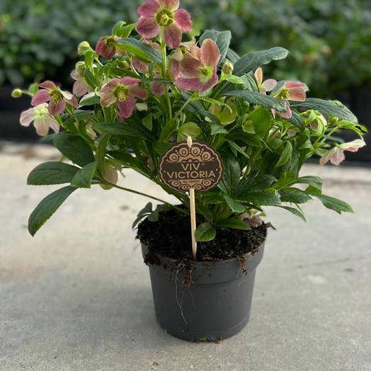 Oasis of Life - Wholesale Live Plant - Helleborus "Viv Victoria" – Christmas rose with elegant flowers – approx. 45cm height – Pot size Ø17cm – Winter-blooming perennial for terrace, entrance, balcony & indoor decoration – Easy care & frost hardy0