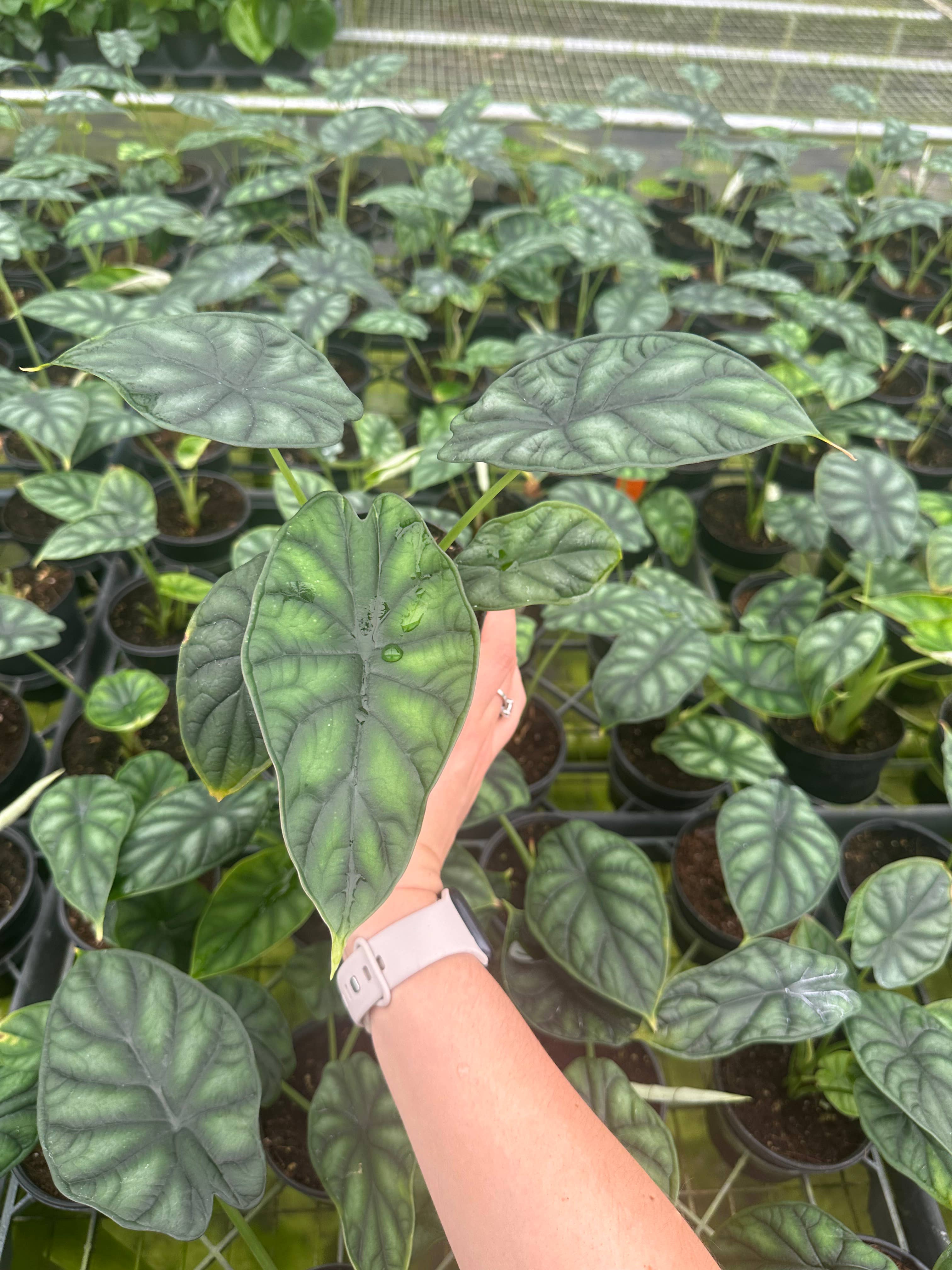 Central Florida Ferns & Foliage - Wholesale Live Plant - ALOCASIA Dragon Scale Live Plant 4in2