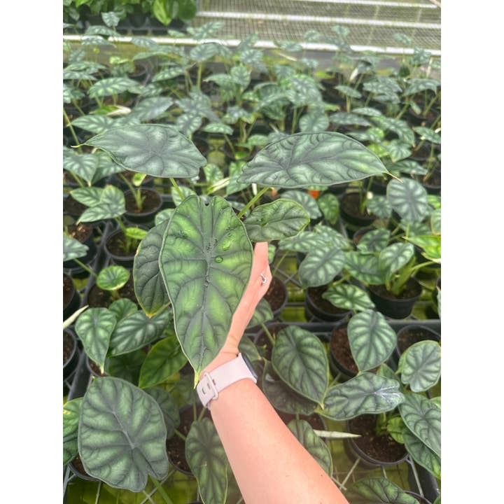 Central Florida Ferns & Foliage - Wholesale Live Plant - ALOCASIA Dragon Scale Live Plant 4in
2