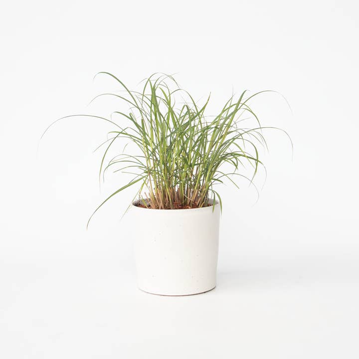 Oasis of Life - Wholesale Live Plant - Chinese silver grass "Red Chief" – Miscanthus Sinensis – Ornamental grass with red flower spikes – Height 40–60cm – Ø23cm – Hardy, easy to care for & non-toxic – Ideal for garden & containers1