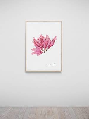 Salcombe Hand Pressed Seaweed Print, Sea Beech for wholesale by The Seaweed Studio