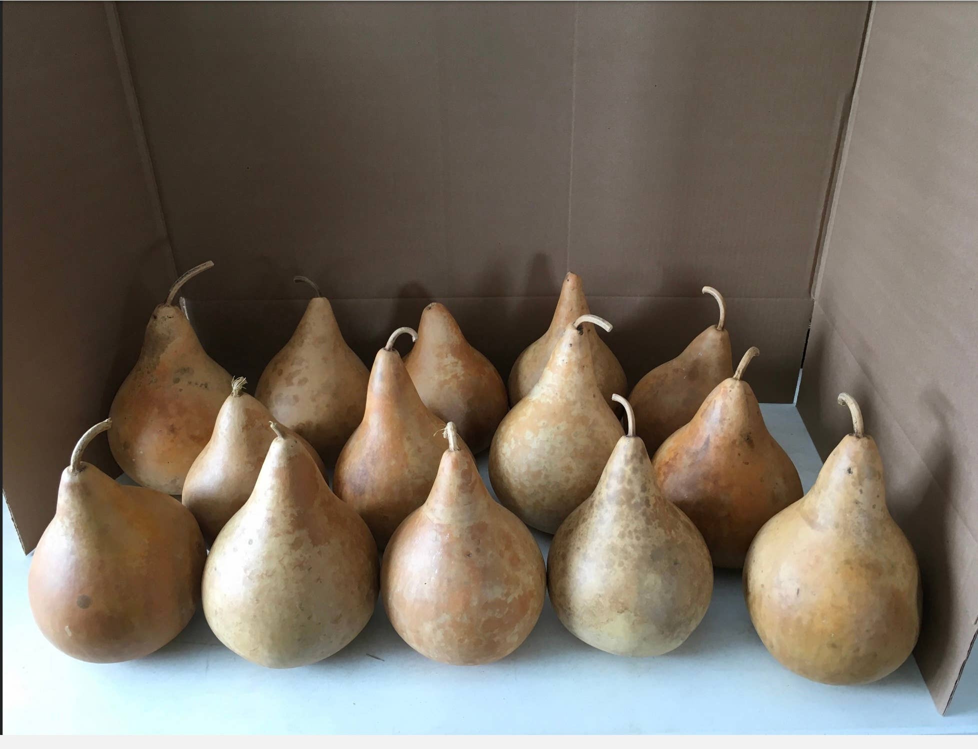 YellowSeventeen - Wholesale Decorative Tabletop Object - 16 Craft Ready Cleaned TOP QUALITY Gourds Martin House 7 inc2