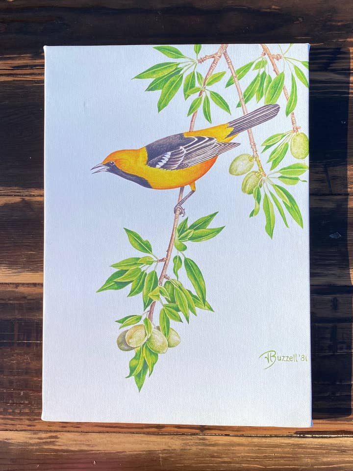 Hooded Oriole Canvas Print for wholesale by Streetlightbirds