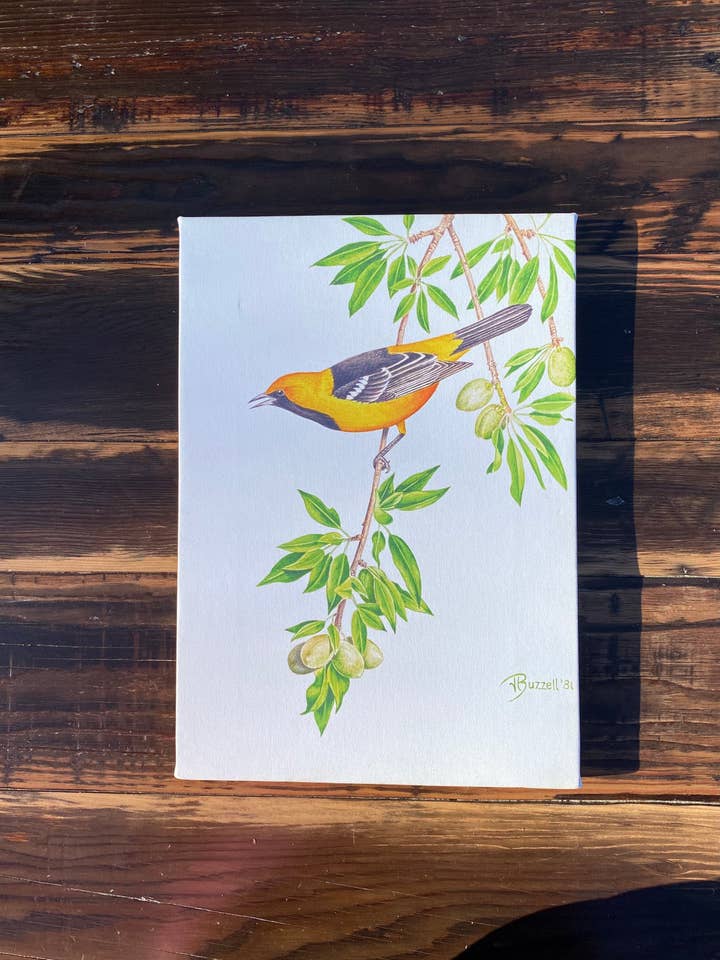 Tela Oriole Capuz Print por atacado de Streetlightbirds