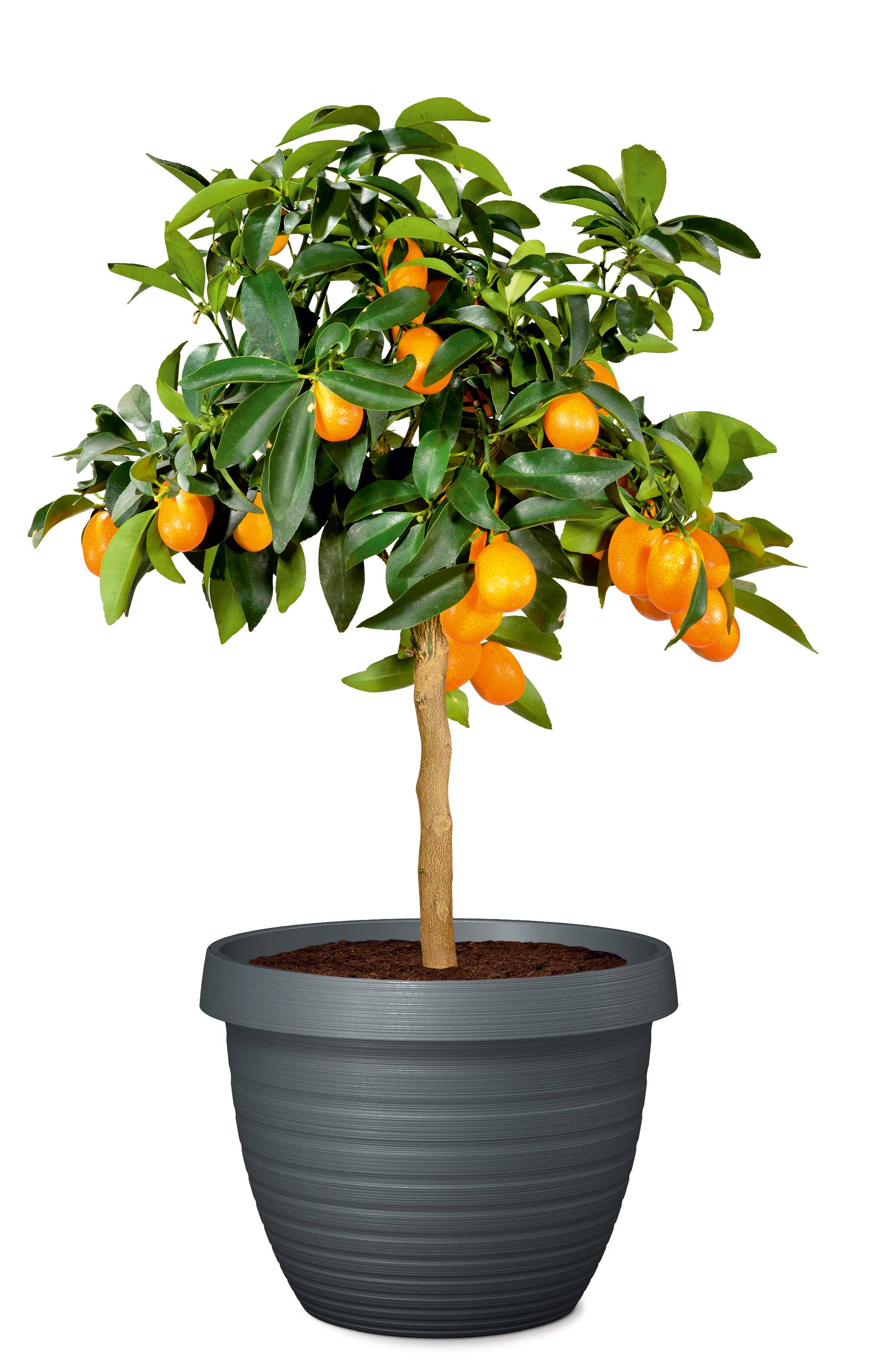 Scheurich - Wholesale Plant Pot - Country Star 270 plastic flower top/planter13