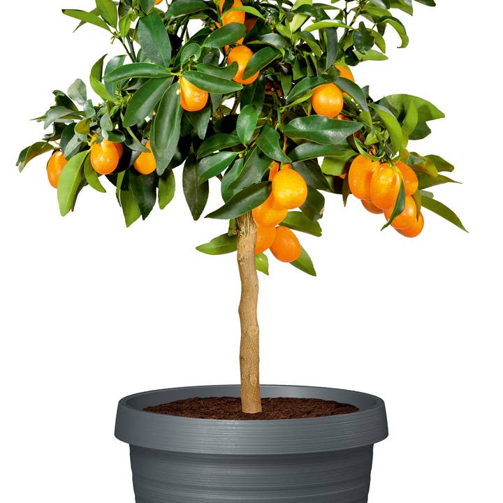 Scheurich - Vente Pot - Country Star 270 bac à fleurs/plante en plastique13