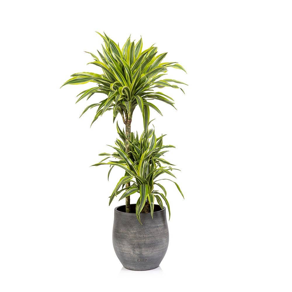 The Little Botanical – wholesale Live plant – Dracaena Deremensis (Lemon Lime)7