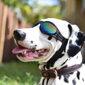 Elvis Dog Accessories: Rock 'n' Roll Style for Pups