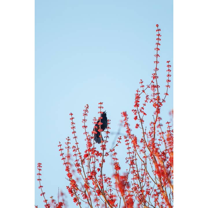Red Tree on Sky Blue and a Black Bird: Nature Art Prints for wholesale by Brooke T Ryan Photographic Art