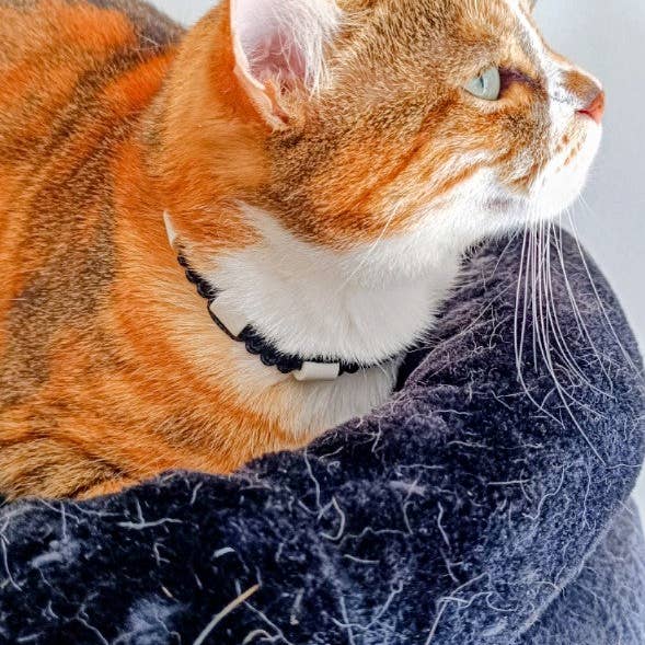 Coleira anti-carrapatos para gato em cerâmica EM | Laissedewouf gato por atacado de Laisse de wouf