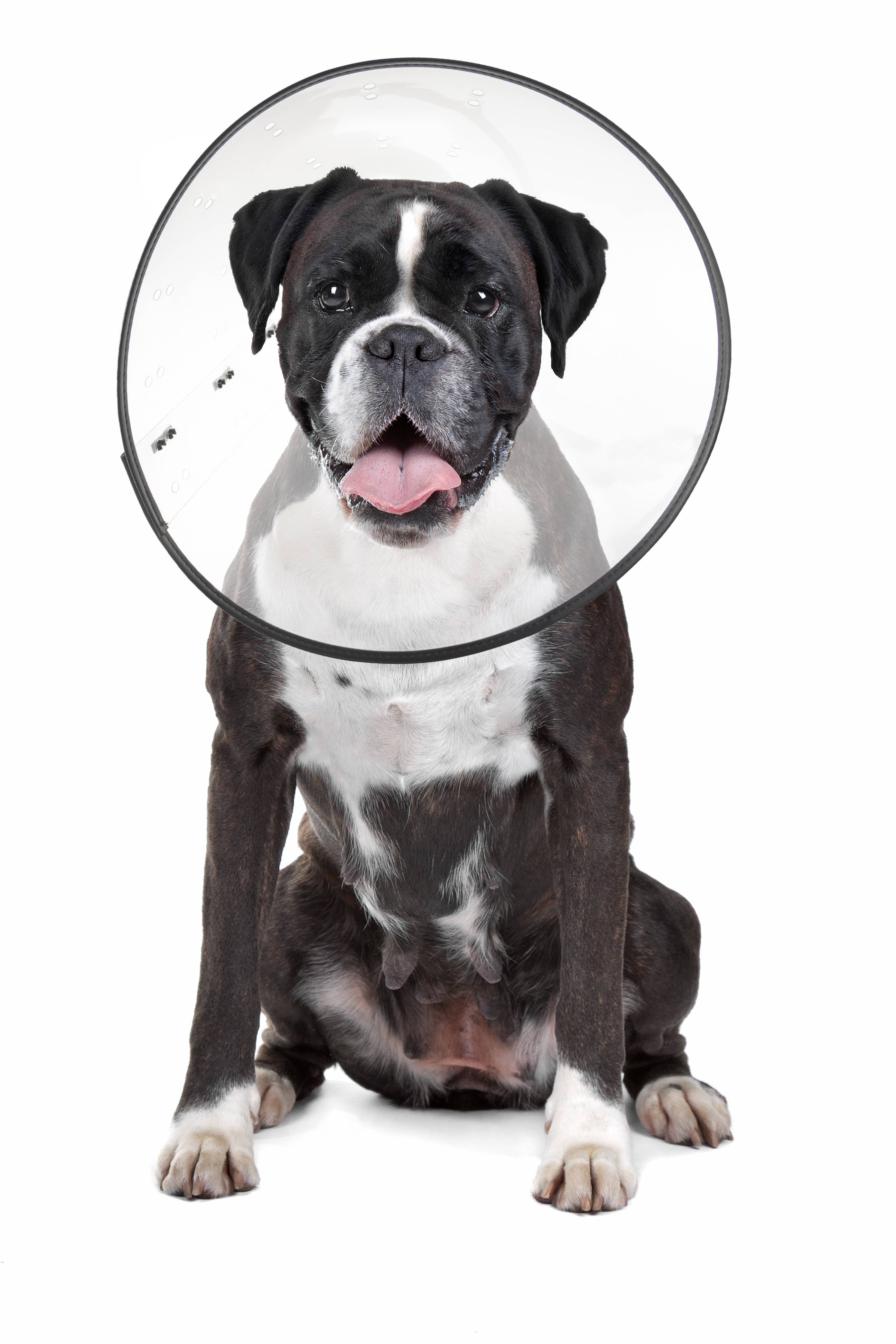 ZENPET - Wholesale Pet Paw Protection - E-Clear - Plastic E-Collar1