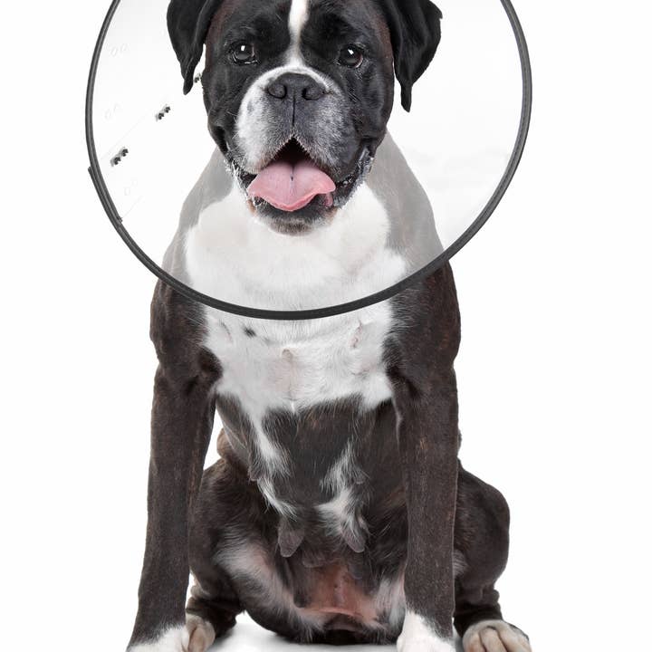 ZENPET - Wholesale Pet Paw Protection - E-Clear - Plastic E-Collar1